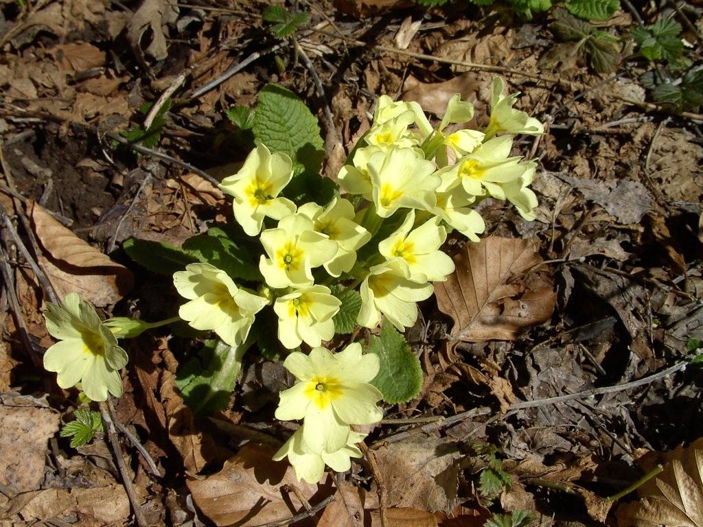 fioriture...di primavera